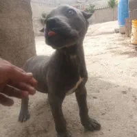 واگزاری سگ کن کورسو