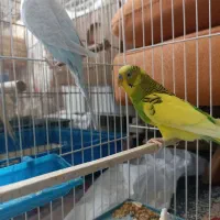 یک جفت مرغ عشق