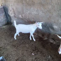 بزغاله سانن