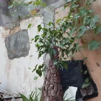 بنسای اپارتمانی