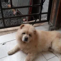 سگ چاوچاو وارداتی