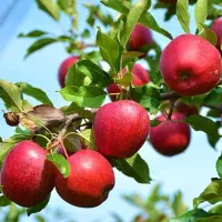 نهالستان گردو و میوه های دیرگل و پر بار پالیز|خدمات باغبانی و درختکاری|نظر کهریزی, |دیوار