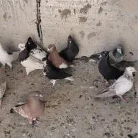 بهبونی و شهری