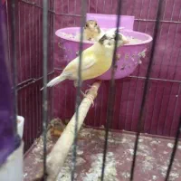 جفت قناری به ضمانت تخم و جوجه|پرنده|یزد, |دیوار