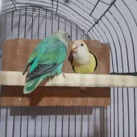 کبوتر طوطی ملنگو طوطی برزیلی قناری سهره فنچ