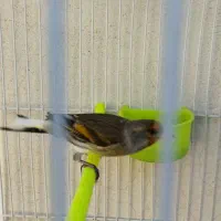 دوعدد سهره قناری سیاه مست|پرنده|مشهد, شهرک رازی (شهرک غرب)|دیوار