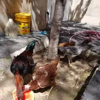 خروس لاری اصیل جوان سلطانیه