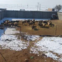 نیازمند کارگر دامداری