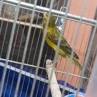 قناری نر مست شلاقی سبز چمنی