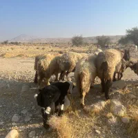 فروش40راس میش گوسفند ترکی بختیاری بره دار|حیوانات مزرعه|کازرون, |دیوار