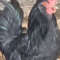 خروس گلین مشکلی|حیوانات مزرعه|الوند, |دیوار