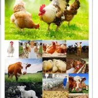 اجاره دامداری با امکانات|فروش دفتر صنعتی، کشاورزی، تجاری|بسطام, |دیوار