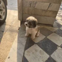 سگ خانگی|سگ|بندر گناوه, |دیوار