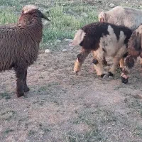 ۴ عدد بره ماده ترکی سبک