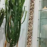 کاکتوس خانه