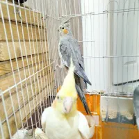 عروس هلندی خوشکل وسوخنگو