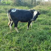 گاو گوساله محلی