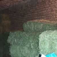 سلام پرس شبدر و یونجه|خدمات باغبانی و درختکاری|بروجرد, |دیوار