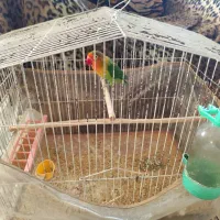 قفس ۵۲ و ۴۲|لوازم جانبی حیوانات|شیراز, بریجستون|دیوار