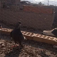 زاغ پلنگ کرمونی گوئک|پرنده|راور, |دیوار