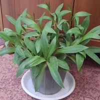گل و گیاه|گل و گیاه طبیعی|برازجان, |دیوار