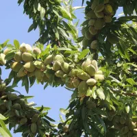 بار سال بعدت رو ۳۰٪ببر بالا/کودمخصوص افزایش تناژ