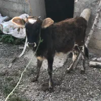 گوساله ماده
