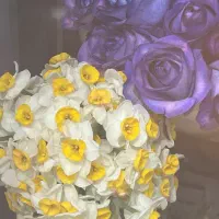 رز ژولیت|گل مصنوعی|سبزوار, قصبه شرقی|دیوار