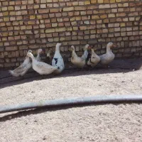 اردک گوشتی سالم