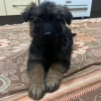 توله سگ ژرمن شپرد|سگ|نجفآباد, امام خمینی|دیوار