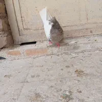 ماده کله ای