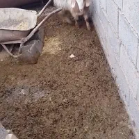 بزقاله|حیوانات مزرعه|شاهرود, |دیوار