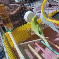 دو عدد مرغ عشق نر ماده|پرنده|جیرفت, |دیوار