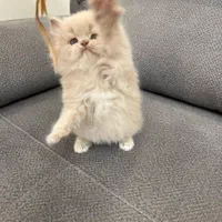 پشمالو های آروم|گربه|کرمانشاه, |دیوار