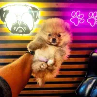 سگ جیبی ، پامرانین خرسی توی پودل شیتزو سوپرفلت