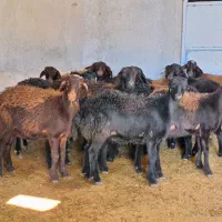 بره ماده پای شیشک قره قزل گوسفند میش قوچ