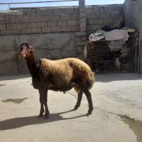 بره قوچ