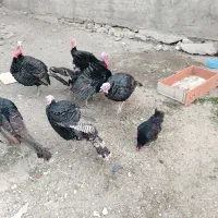 بوقلمون نر محلی|حیوانات مزرعه|بوکان, |دیوار