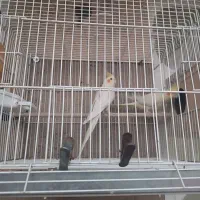 عروس هلندی|پرنده|فسا, |دیوار