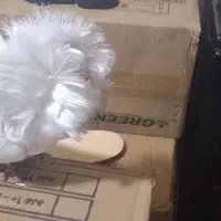 کفتر ،کبوتر|پرنده|تهران, نعمت‌آباد|دیوار