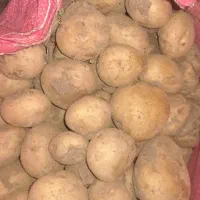 بذر سیب سانته۴۰۲|خدمات باغبانی و درختکاری|فریدونشهر, |دیوار