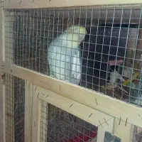 با سلام|پرنده|مشهد, کوشش|دیوار