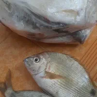 ماهی جاروفی تازه