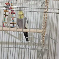 یک جفت عروس|پرنده|کوهسار (البرز), |دیوار