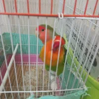 طوطی برزیلی زیبا