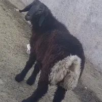 فروش بره