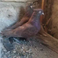 کبوتر سرخ و زاغ آبادانی|پرنده|اصفهان, گورتان|دیوار