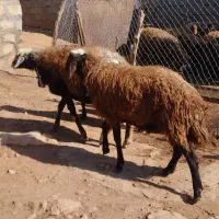 دو عدد ورن افشار جوان|حیوانات مزرعه|کوهدشت, |دیوار