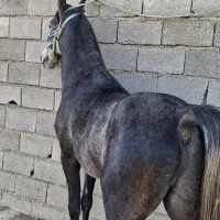 نریان۴ساله|اسب و تجهیزات اسبسواری|شیراز, سلطان آباد|دیوار