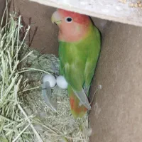 سلام دوستان عزیز یک جفت عروس هلندی یک جفت طوطی